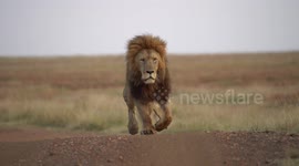 An extremely large male nomadic lion called Jesse walking towards us and getting very close!