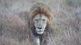 An extremely large male nomadic lion called Jesse walking towards us and getting very close!