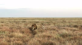 An extremely large male nomadic lion called Jesse walking towards us and getting very close!