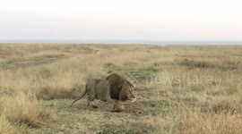An extremely large male nomadic lion called Jesse walking towards us and getting very close!