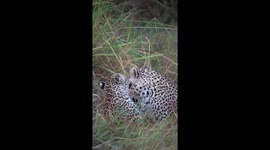 Mama leopard playing so beautifully with it's young playful cub