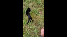 Ninja kitten surprises his buddy with a flying crossbody attack!