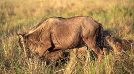 Brutal video of a pack of hyenas eating a wildebeest whilst it is still alive