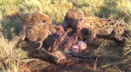 Brutal video of a pack of hyenas eating a wildebeest which they have just killed