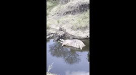 Hyenas eating a dead diseased hippo from the river. They proceeded to eat the whole carcass leaving nothing behind except for the teeth