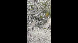 Rare footage of mating leopards in Maasai Mara, Kenya - full scene
