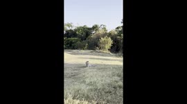 Rare footage of mating leopards out in the open in Maasai Mara, Kenya - full scene