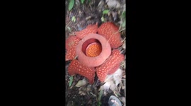 Man captures RARE and world's largest flower on camera in Indonesian forest