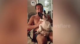 Chubby pet dog spoiled with relaxing massages by loving owner in Thailand