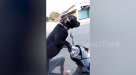 Adventurous Pit Bull balances on owner's lap during scooter joy ride in Thailand