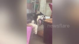 100% can relate: Exhausted malamute sleeps with tongue lolling from its mouth in Myanmar