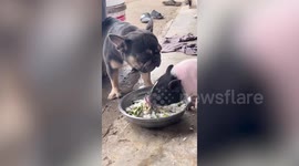 Oi! Patient pet bulldog stares as ravenous piglet steals his food