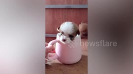 Shy Shih Tzu puppy hides inside coffee mug