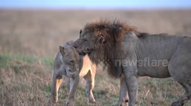 Big male lion in Maasai Mara mating with lioness in golden light and lots of detail