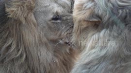 Highly detailed close-up video of 2 big male lions from Maasai Mara, Kenya hugging each other