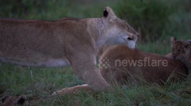 Hungry cub misses out on a drink from her mother just after the rain