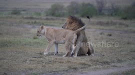 Lion mating with lioness in Maasai Mara, Kenya. Lioness growls in pain as his barbed penis exits