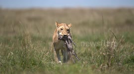 Lioness carrying a warthog that it has just killed - it's still wriggling and spilling blood!