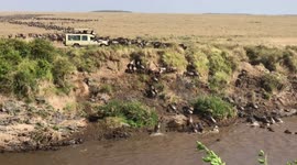 Crocodile takes down a wildebeest during a migration crossing in the Maasai Mara, Kenya