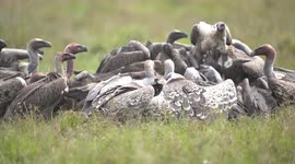 Vultures feeding on a dead zebra scamper as a lioness comes across their path!
