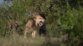 Flehmen response from a male lion after smelling the urine of a female lioness nearby