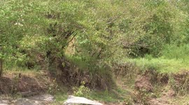 a young leopardess in the Maasai Mara, Kenya, dragging a fresh kill to a nearby tree