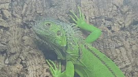Iguana pair are herbivorous and they like climbing on this wall to keep active