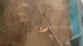 Tiny Lizard has a extremely long Tail and is good at climbing up the wooden log