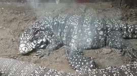 The Argentine black and white tegu Lizard were resting in the tank enclosure