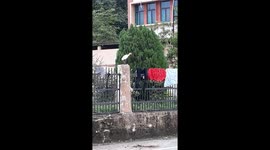 Beautiful White Crane Bird walking in the wall . White crane bird sitting on branch in India