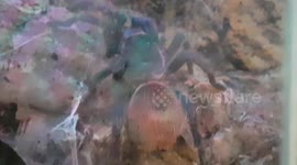 Green Bottle Blue Trantula Spider had bright colours and was a large species of Trantula