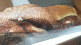 Boa constrictor Snake was keeping cool in the water bowl and they like to relax