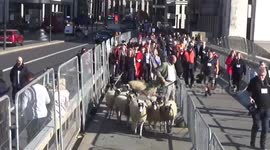 Lord Mayor  Vincent Keaveny is joined by celebrity broadcaster and farmer Kate Humble in traditional Sheep Drive on London Bridge