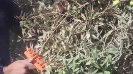 Palestinian farmers pick olives from trees during the harvest season