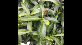 BEE ATTACING CATERPILLER  IN INDIA ,  WASPS ATTACK CATERPILLAR , ANIMAL LIFE