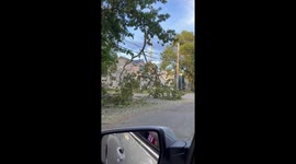 Fallen tree on power line Halifax Nova Scotia after Hurricane Fiona