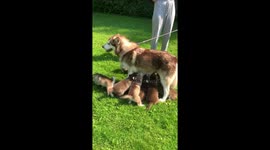 Fast food on the  run offered to her 7 pups by Alaskan Malamute mama Risee
