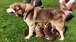 Alaskan Malamute Risee likes her 7 pups standing up and on the go