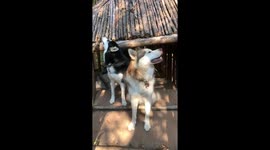 Malamuzal Park was designed and built especially to keep dogs like our Alaskan Malamutes happy Malmutes