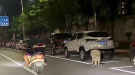 Samoyed skateboards beside scooter-riding owner along road in China