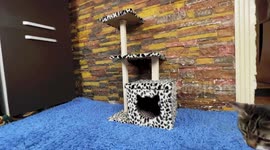 DIY master builds perfect cardboard cat house for their feline friend
