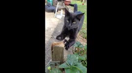 Adorable ninja kitten shows his sharp claws in action