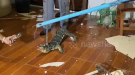 Terrified student finds huge monitor lizard looking for mice in dorm's ceiling