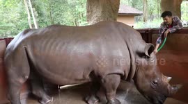 White rhino enjoys relaxing shower as Thai zookeepers pamper it for World Rhino Day