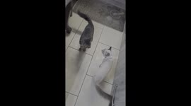 Cat fight
