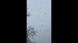 Large Falling Snowflakes w/ Chirping Birds
