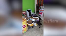 Stray cat trio raids pet food store to eat lunch for free