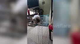 Nimble Shih Tzu puppy escapes kennel like ninja