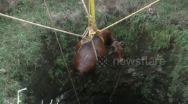 Pregnant cow safely rescued by crane after 50-foot fall into well