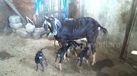 A goat in South India India birth to 5 kids in a single delivery.